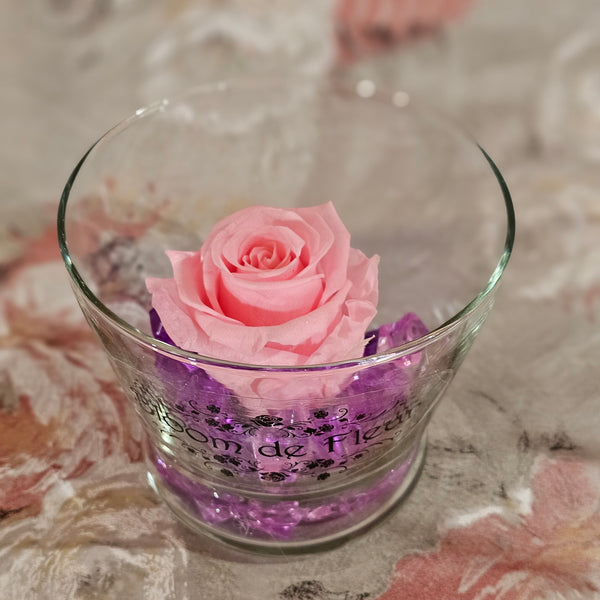 Single Rose - Forever Pink