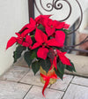 Petite Christmas Poinsettia